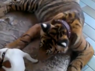 ویدئو :     بازی شگفت انگیز توله سگ با ببر بنگال