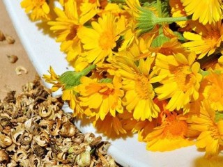 بررسی برخی خاصیت های گل همیشه بهار