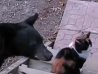 ویدئو :    صحنه های ناب و حیرت انگیز در حیات وحش