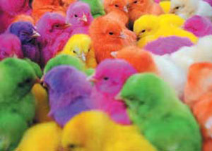 ویدئو :  بازی جوجه رنگی و گربه