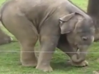 ویدئو :  فیل کوچولو با خرطومش کلنجار میره فک میکنه اضافس