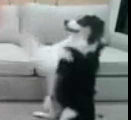 ویدئو : رفاقت عمیق دختر با سگش