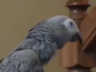 ویدئو :  آوازخوانی کاسکو از باب اسفنجی