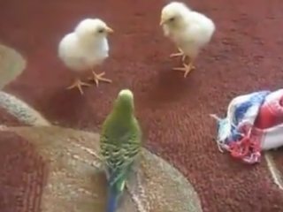 ویدئو :   بازی مرغ عشق با جوجه ها