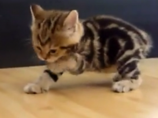 ویدئو : بچه گربه های ملوس