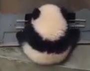 ویدئو : کلیپ از پاندا