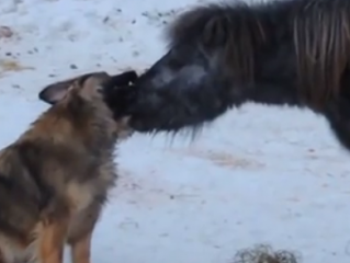 ویدئو :  دوستی های باورنکردنی