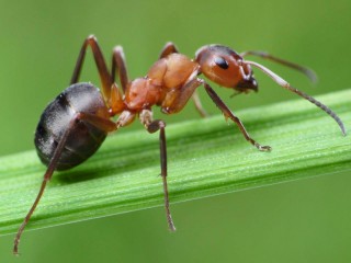 نحوه مصرف روغن مورچه