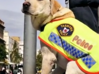 ویدئو :  ۱۰ تا از باهوشترین نژاد سگ ها