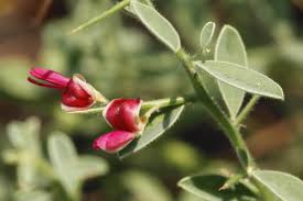 خواص گیاهی و درمانی خارشتر