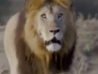 ویدئو :   بازداشت فردی در کراچی پاکستان به دلیل گشت و گذار با شیر