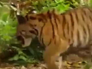 ویدئو :   کتک خوردن بچه ببر از میمون!