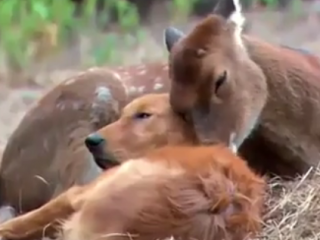 ویدئو :   محبت را از حیوانات یاد بگیریم