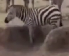 ویدئو :   شکار گوره خر توسط کروکودیل