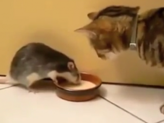 ویدئو : کارهای بامزه حیوانات