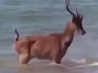 ویدئو :  لحظات هیجان انگیز شکار