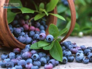 خواص بلوبری و فواید بلوبری را بشناسید