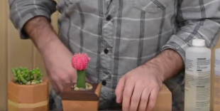 ویدئو :   ساخت گلدان زیبای چوبی کاکتوس و ساکولنت