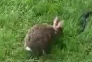ویدئو :   حمله خرگوش به مار برای نجات بچه خرگوش!
