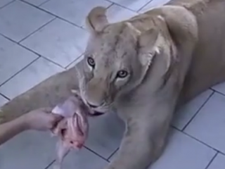 ویدئو :  حمله شیر ماده خانگی به مهمان صاحب خانه