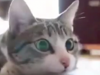 ویدئو :  رقص حیوانات خیلی جالب و خنده دار