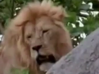 ویدئو :  درگیری وحشیانه ماده شیر با شیر نر برای نجات توله هایش!