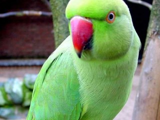 ویدئو :   طوطی های بانمک