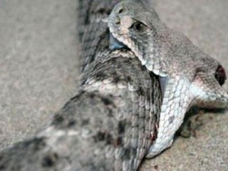 ویدئو :  حمله وحشتناک سر مار قطع شده به خودش که زود بمیره