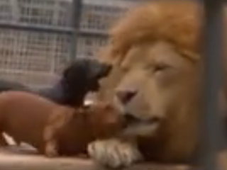 ویدئو  :   یکی از عجیب ترین دوستی های دنیا!