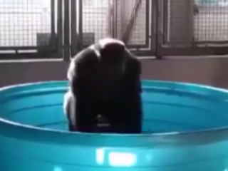 ویدئو :   عکس العمل گوریل وقتی در آب قرار می گیرد _دی دیل