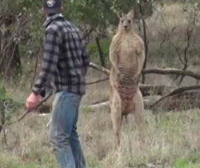 ویدئو :   صحنه عجیب ، مشت محکم مرد به کانگرو برای نجات سگش