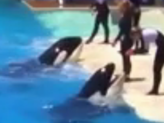 ویدئو :   شگفت انگیز!