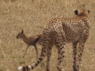 ویدئو :   صحنه نادر و تماشایی در حیات وحش..!!