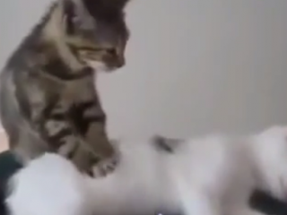 ویدئو :   گلچین خنده دارترین کلیپ های دنیا