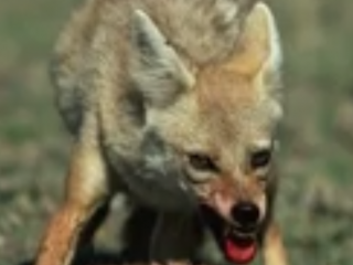 ویدئو :   صحنه های ناب و تماشایی در حیات وحش !!