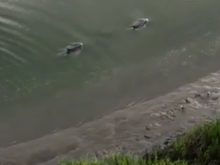 ویدئو :  دلفین های هوشمند برای شکار ماهی خودرا به ساحل می رسانند