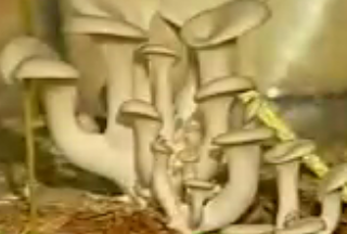 ویدئو :   تولید قارچ صدفی 1