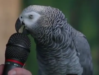 ویدئو :   طوطی سخنگو