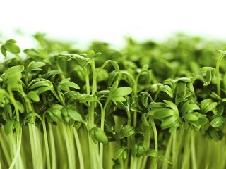 خواص درمانی تخم شاهی را بشناسید