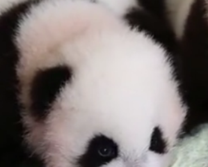 ویدئو :   100 روز اول رشد جالب پانداها