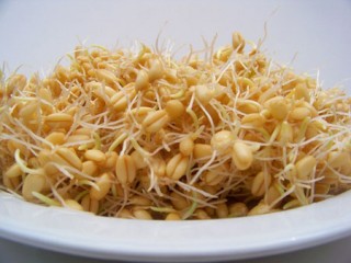 جوانه گندم ماده ای پرخاصیت برای بدن