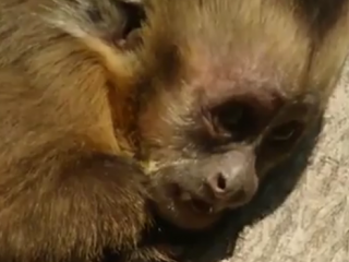 ویدئو :   لحظه بلعیده شدن موش توسط مار مقابل چشمان میمون ها