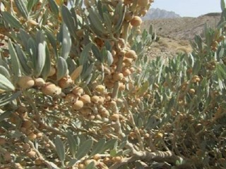 گیاه پنیر باد (withania samnifera) و خواص بی نظیر آن