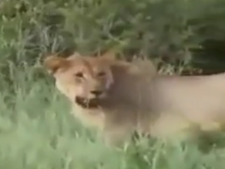 ویدئو :   رفتار مادرانه یک شیر با بچه گوزن تنهای گمشده