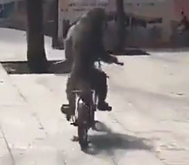 ویدئو :   میمون باحال