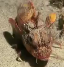 ویدئو :   این ماهی به علت راه رفتنش دانشمندان را گیج کرده است