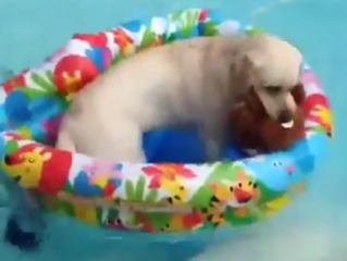 ویدئو :   حیوانات و دنیای خنده دار