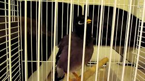 ویدئو :    صحبت کردن مرغ مینا