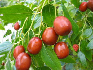 عناب و خواص دارویی و طبی آن