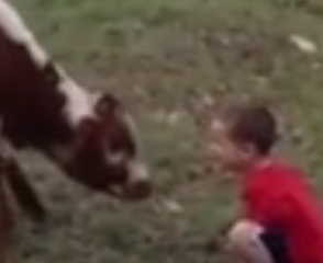 ویدئو :   قدرشناسی حیوانات وحشی